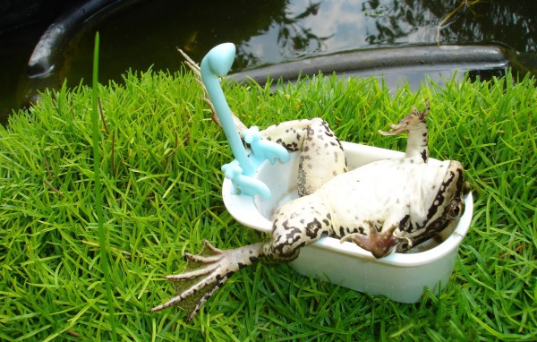 Лягушка лежит в ванной