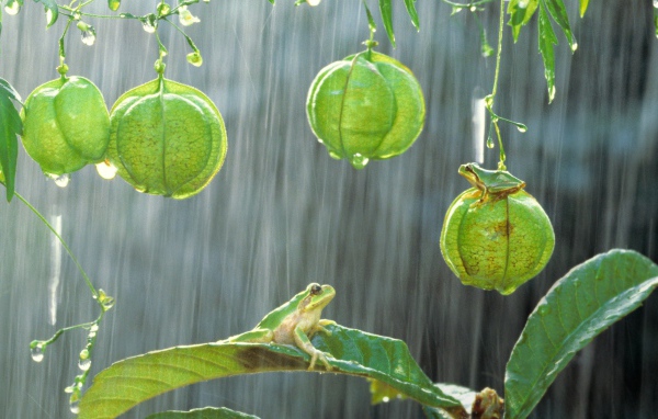 Лягушки на растениях под дождем
