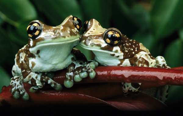 Лягушки с желтыми пятнами на глазах
