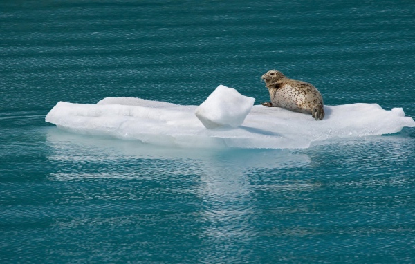 Морской котик на льдине