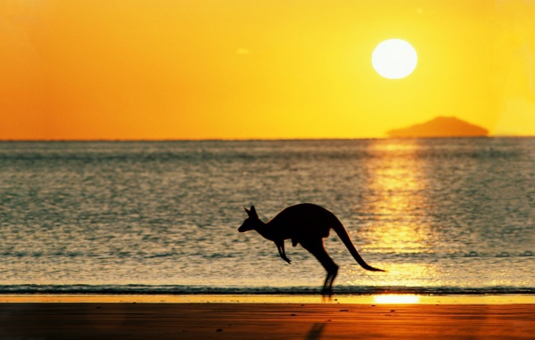 Кенгуру на фоне моря в Австралии