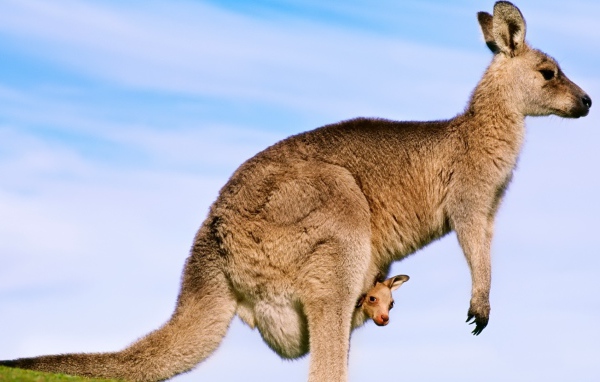 Кенгуру с детенышем в сумке