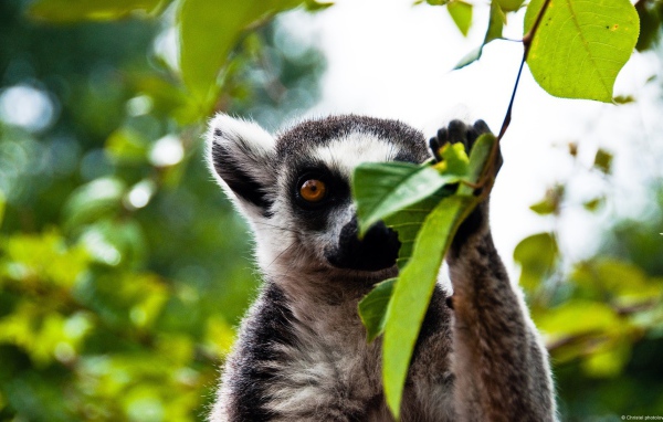 Лемур прячется за листиком