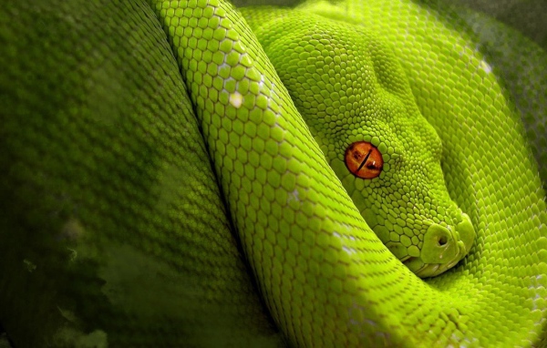 Светло зеленая змея с оранжевыми глазами
