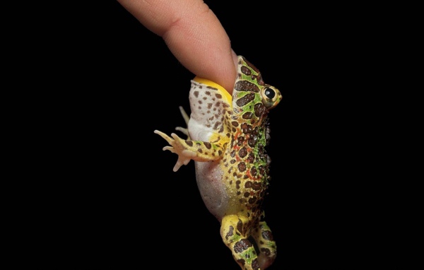 Маленькая лягушка на пальце