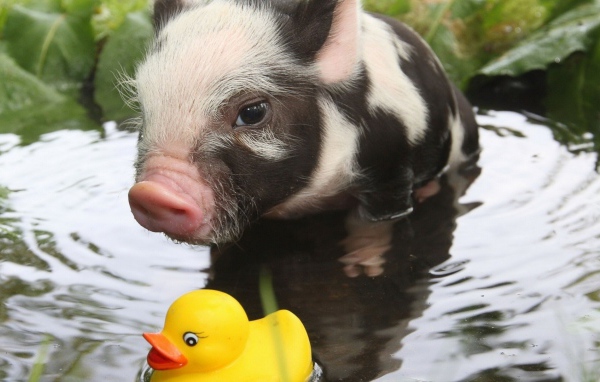 Поросенок и резиновая уточка