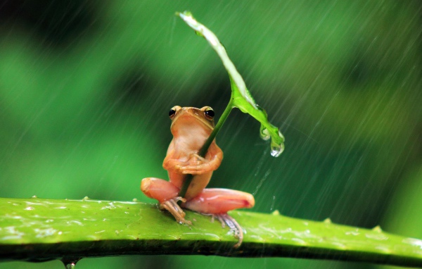 Розовая лягушка прикрылась листом от дождя