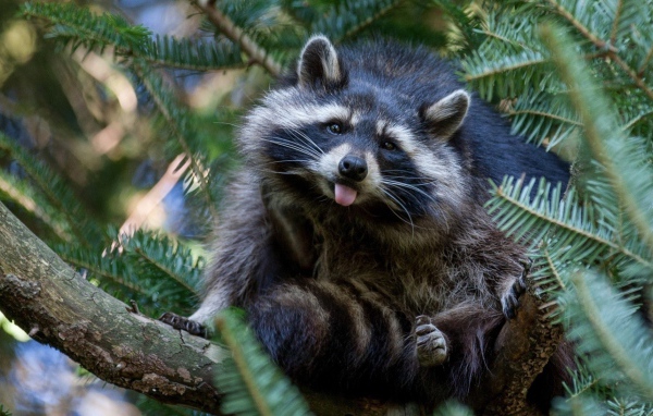 Енот-полоскун сидит на хвойном дереве