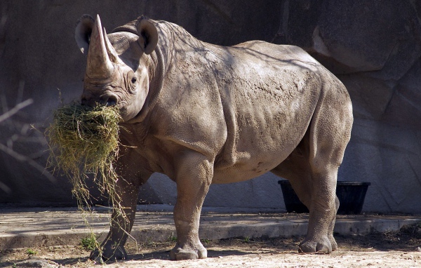 Носорог ест сено