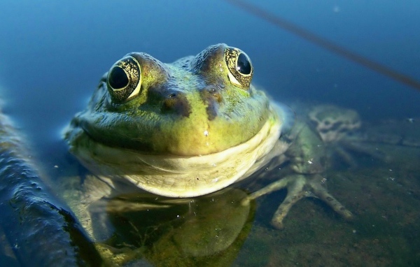 Довольная лягушка амфибия