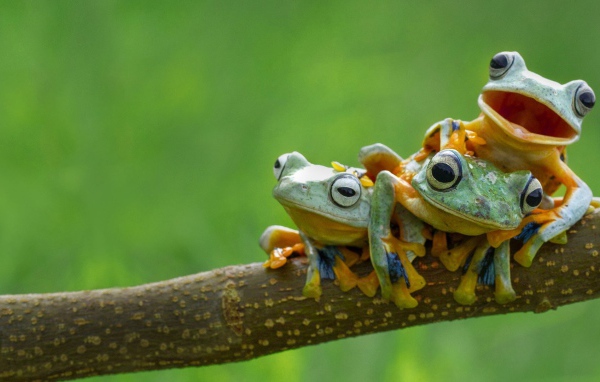 Три веселых лягушки