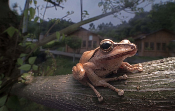 Древесная лягушка сидит на дереве