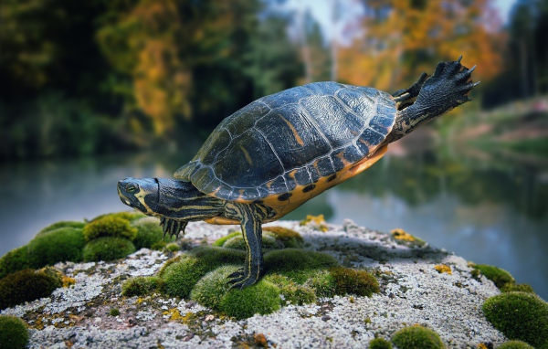 Черепаха стоит на передних лапах
