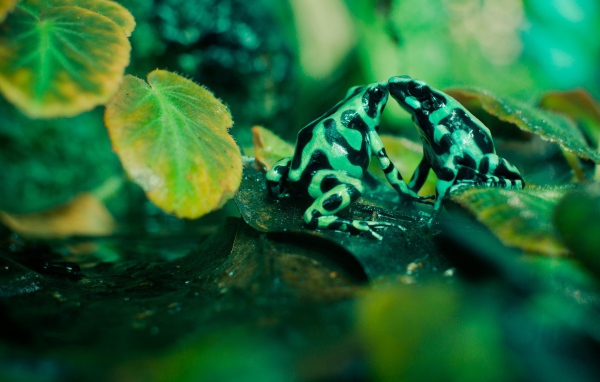 Две зеленых лягушки с черными пятнами