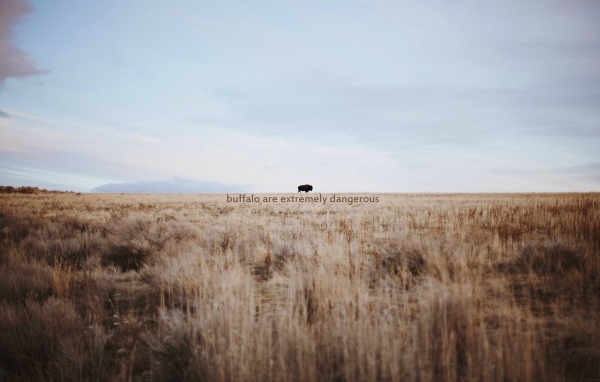 Дикий буйвол очень опасен