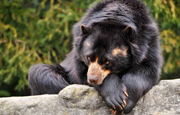 Коричневый медведь грустит