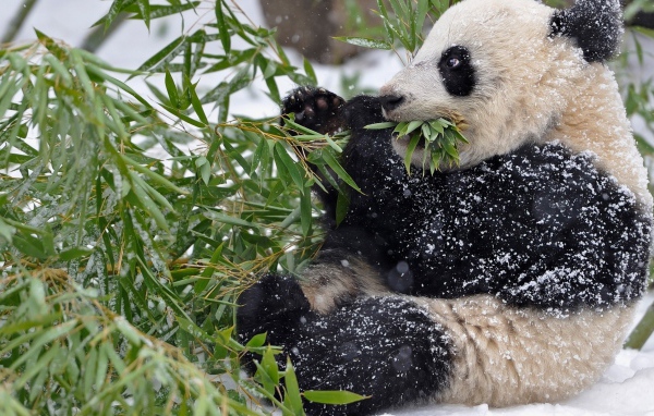 Панда в снегу ест зеленые листья