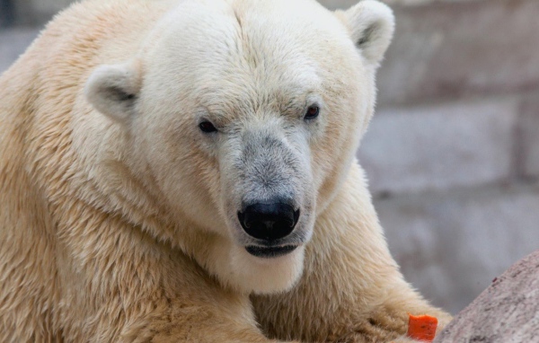 Белый медведь ест морковку