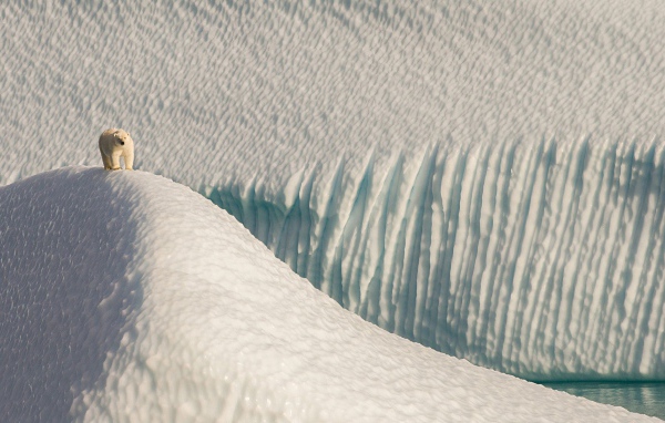 Полярный медведь в снежной пустыне