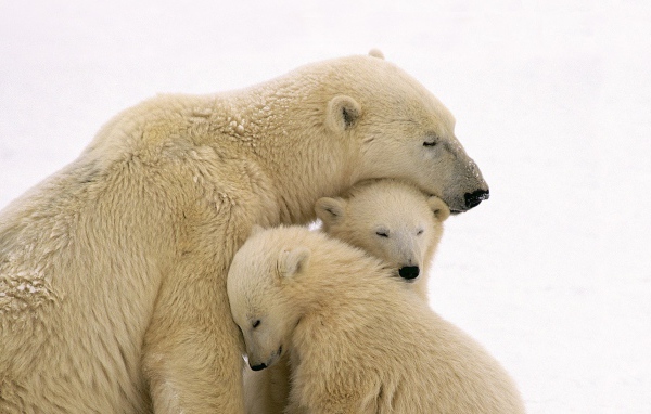 Белая медведица и два медвежонка