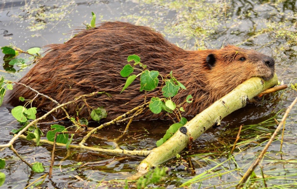 Бобер тащит палку в зубах