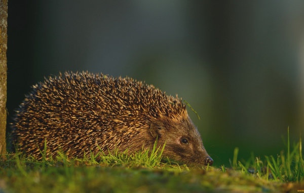 Травинка на иголках ежика