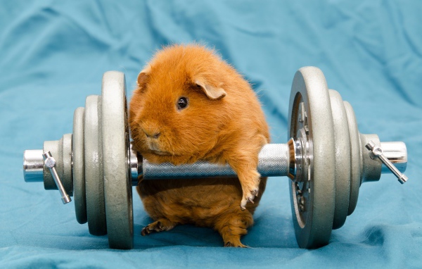 Морская свинка с гантелей