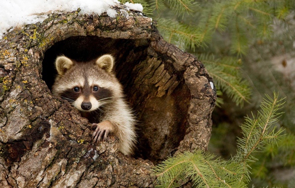 Енот-полоскун прячется в коре дерева