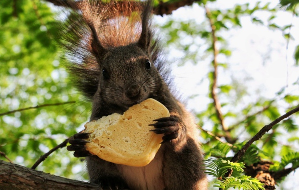 Белка ест булочку