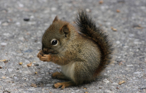 Бельчонок ест орех