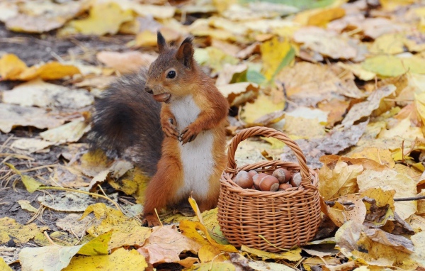 Белка у корзины с орехами
