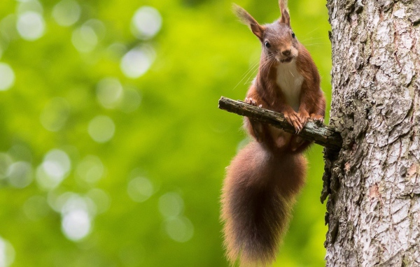 Белка на сучке дерева