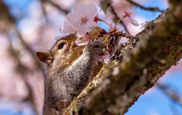 Белка на цветущем дереве