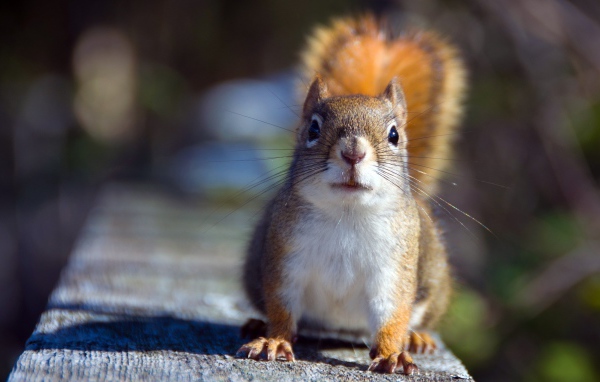 Белочка на доске