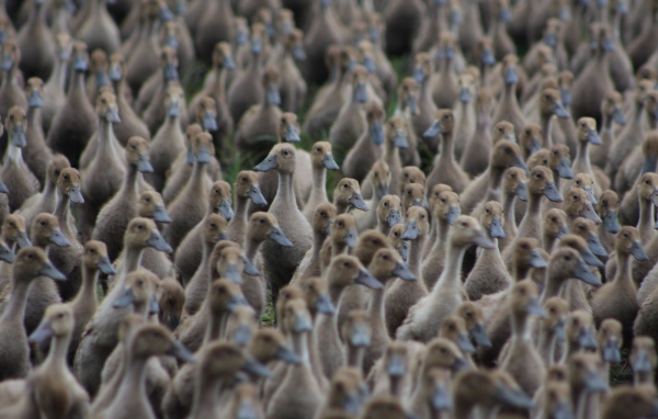 Стая диких уток на земле