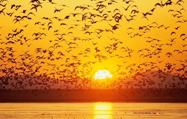 Большая стая гусей на озере на закате