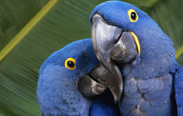 Пара попугаев с голубыми перьями