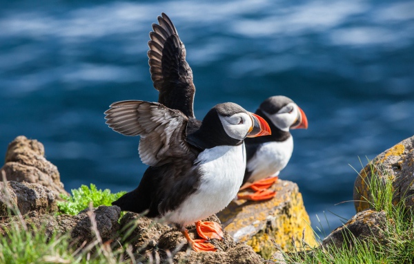 Пара тупиков на камне