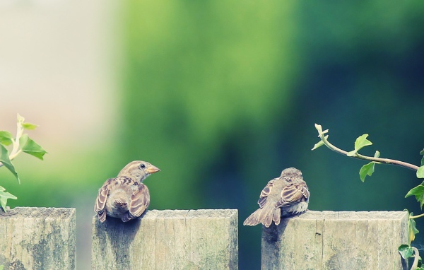 Пара воробьев на деревянном заборе