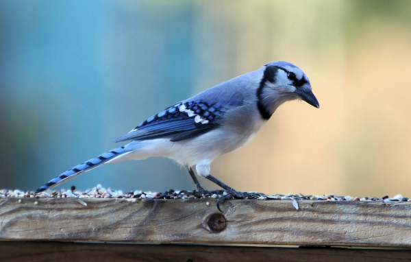 Красивая птица с голубыми перьями на доске