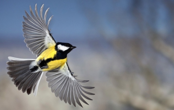 Красивое фото синицы