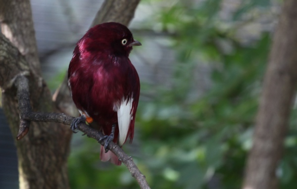 Птица темно коричневого цвета