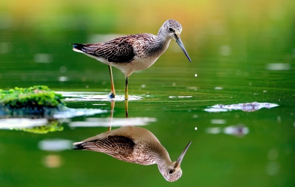Птица отражается в зеленой воде
