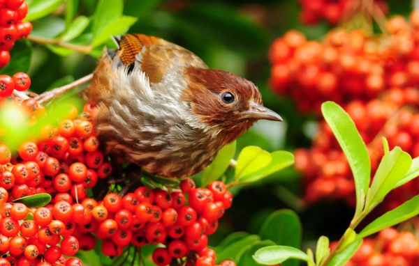 Птица лакомится красными ягодами на ветке