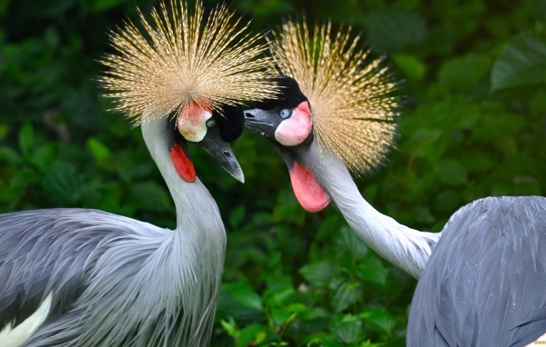 Птицы семейства журавлиных