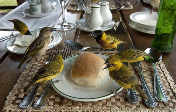 Птицы клюют хлеб на столе