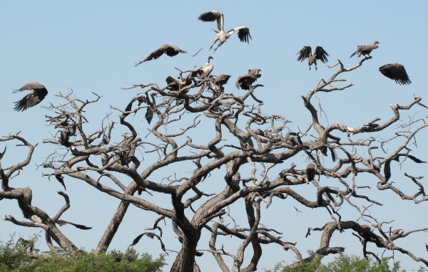 Птицы падальщики на ветвях сухого дерева