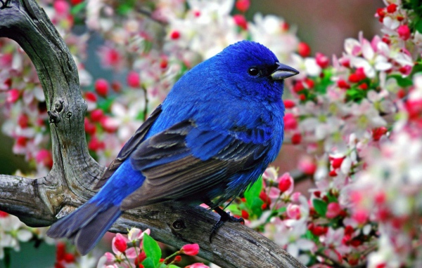 Синяя птица с черными крыльями