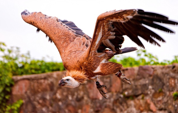 Коричневый падальщик с кольцами на лапах