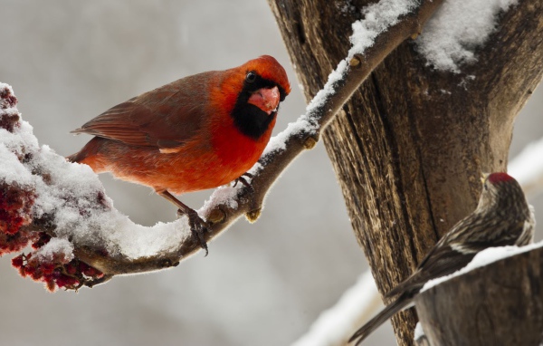 Птица красный кардинал зимой